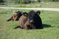 Highland Cattle